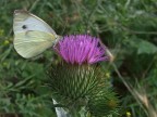 Farfalla