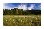 Eriofori e le Tre Cime