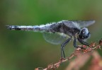 tenebrosa tenebrosa