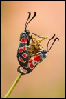 Zyganea carniolica