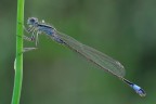Platycnemis Pennipes