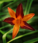 stella stellina