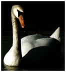 Cigno