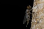 Presumibilmente una piccola Mosca

scatto eseguito con:

Nikon D300 
Nikkor 200/f4 Micro
Duplicatore Kenko
Manuale F16 e flash

Graditissimi consigli, critiche e commenti!

grazie