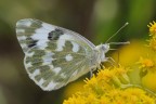 Pontia Edusa