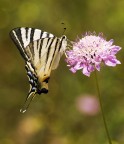 Il nettare degli dei