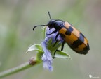 Mylabris variabilis