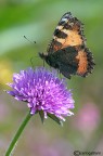 Vanessa dell'ortica