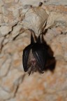 Pipistrello