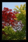 RED_&amp;_GREEN