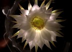 il mio cactus in fiore...era sera..e..idea! light painting.. :)
