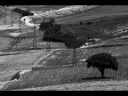 TralEccio