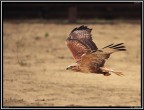 Poiana # 1 - Spettacolo di Falconeria