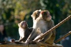 Una foto scattata al bioparco di Roma.