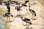Foto scattata in un parco naturale in Spagna, a Benidorm.

Gradite le critiche, non sono esperto di questo genere di foto.