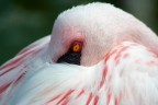 Fenicottero rosa fotografato a zoo marine
