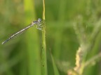 Sono qui per imparare.....
Mi avvicino al mondo del macro o almeno ci provo!!!!