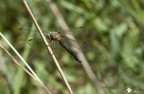 Orthetrum Coerulescens (femmina)
