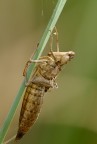 metamorfosi