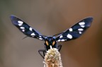 amata phegea...seen by a late... amata phegea...seen by a late...