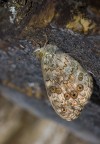 La farfalla &quot;alpinista&quot;