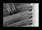 Palm tree