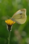 Pieris Brassicae