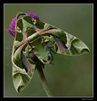 ...la sfinge dell'oleandro... ...la sfinge dell'oleandro...