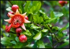fiori di melograno