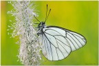 Aporia crataegi