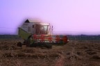 localit spinicci Tarquinia mietitura del grano