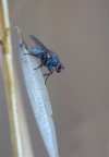 ...Una Banale Mosca...!!!