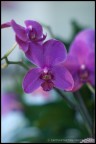 prova con il Porst 55 f/1.2 adattato alla EOS 400D..
Altri scatti con lo stesso obiettivo su: http://capturethetime.blogspot.com/2010/07/glasses-orchids-other-flowers-my-dog.html