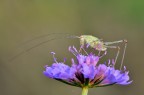 Leptophyes punctatissima...