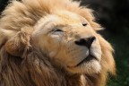 Soft Lion