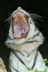 Desperate Tiger