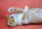Tai chi cat