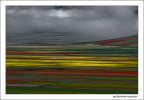 Per gli eventuali interessati: questo  il momento pi adatto per fotografare la fioritura a Castelluccio di Norcia. Questa foto  stata scattata questa mattina.