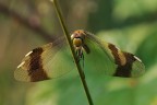 Sympetrum Pedemontanum