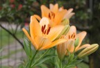 natura