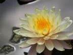 natura