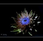Fiore di...