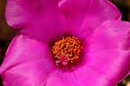 Prima Macro con il nuovo Tokina:

iso 100
1/250 s
f/8
a mano libera

Avanti con i commenti e consigli, io sono abbastanza soddisfatto ;)