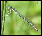 1/10 f 14 ISO 200
cavalletto