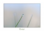 Essence