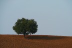 Pianta solitaria