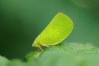 Acalonia Conica