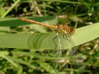 libululla
