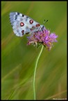 400mm + 3 tubi f/6.3 cavalletto