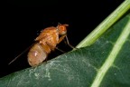 Canon 30D+Tokina 100 macro

iso 100
f/10
1/15s
 
Commenti consigli graditi

Ciao

Alberto